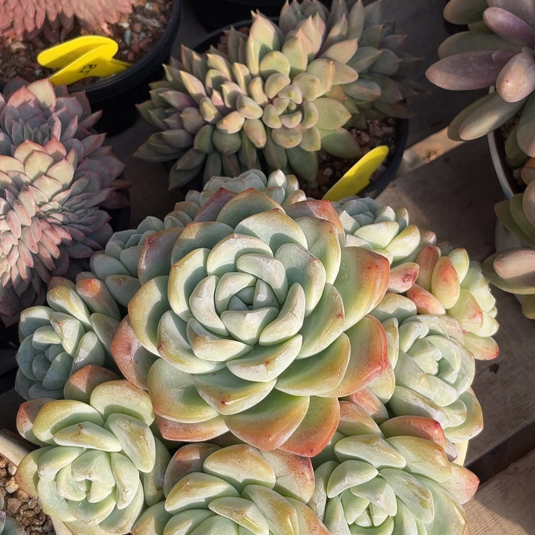 冰玉群生多肉植物