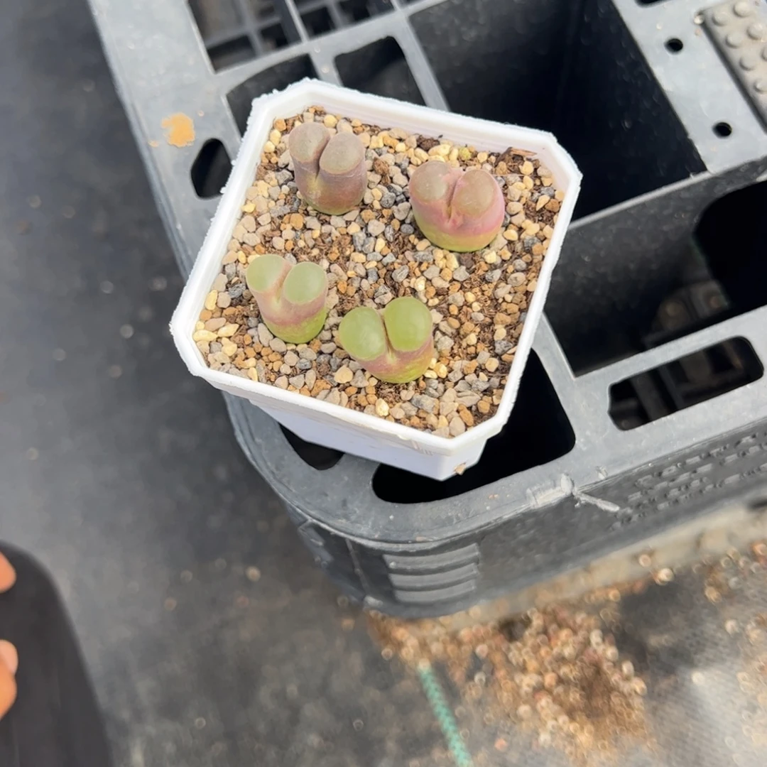 唱***蝈10.23福利风铃多肉501