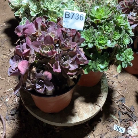 不***拥736三颗法师多肉植物