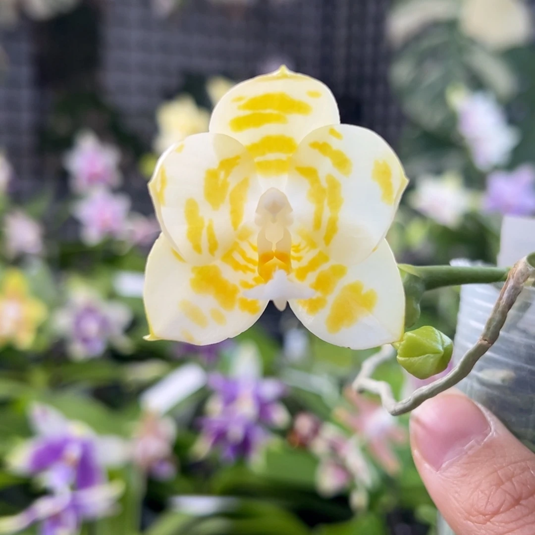 完全开放18号，128米