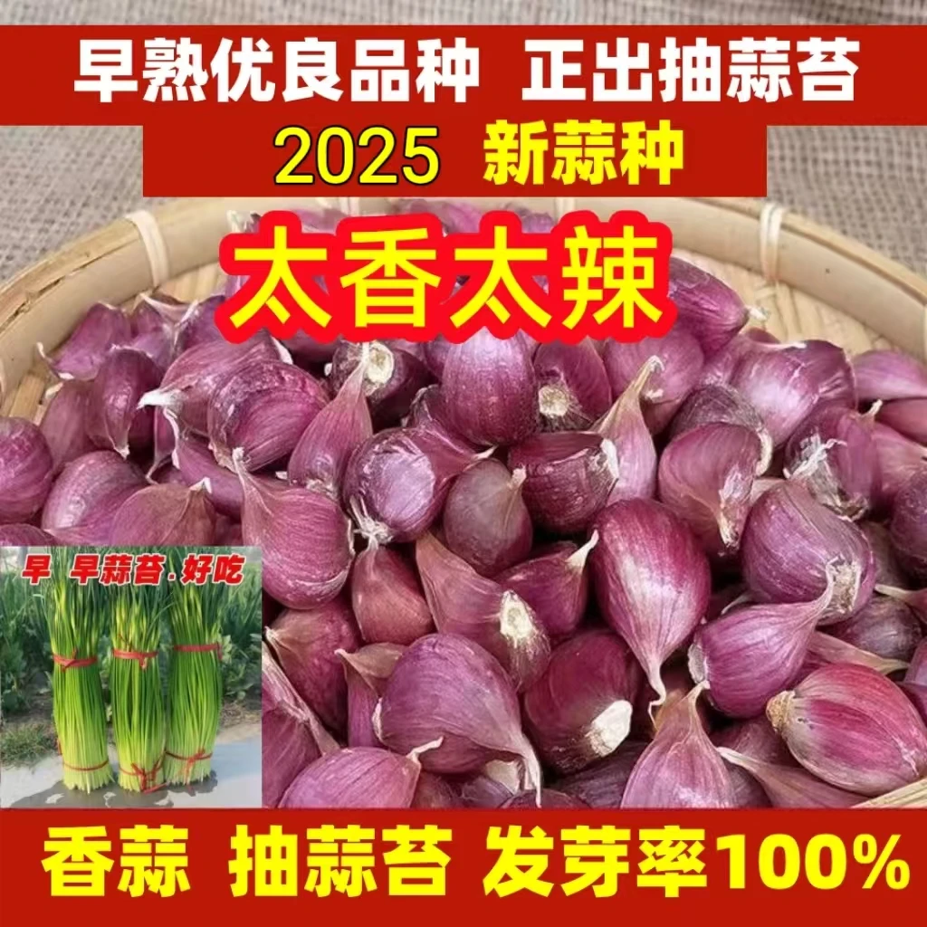正宗紫皮大蒜早蒜便宜出蒜苔红根蒜苗贵大蒜种子种植直供高产生长