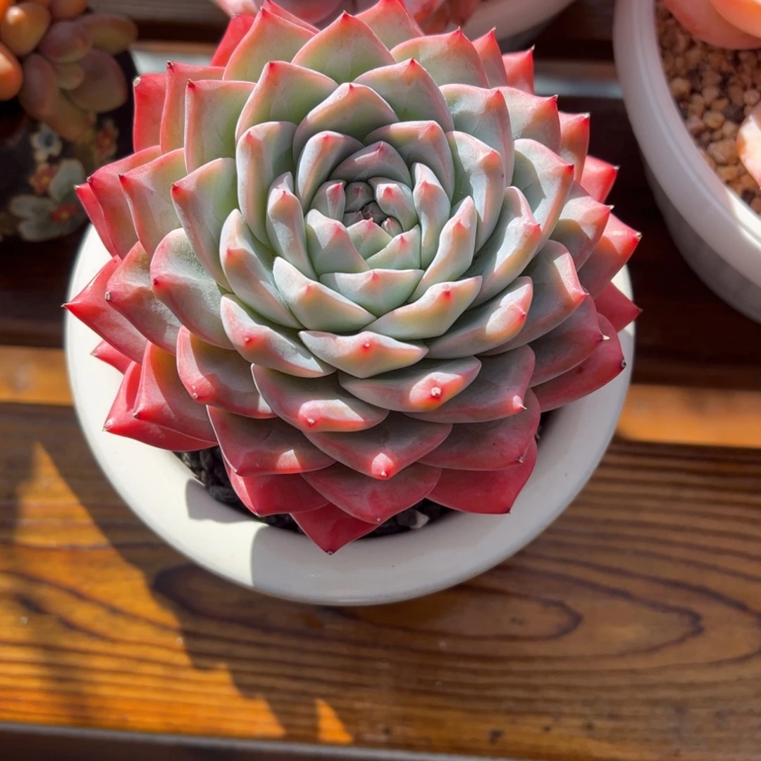 仰***光张张精品多肉甄选月神