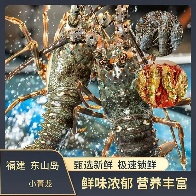 【码头价】活冻小青龙7-8两/只 新鲜速冻 福建东山冷链发货