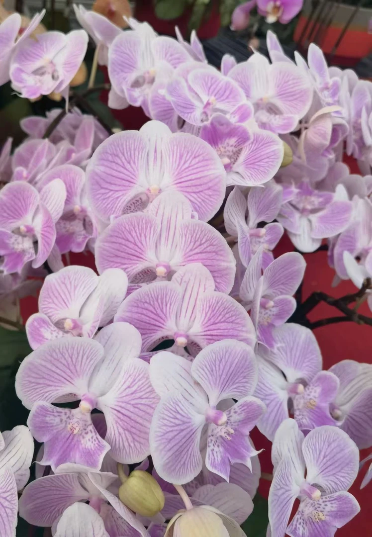 蝴蝶兰【爱丽丝】双花剑 粉色大花带花发货 室内花花 广州直发