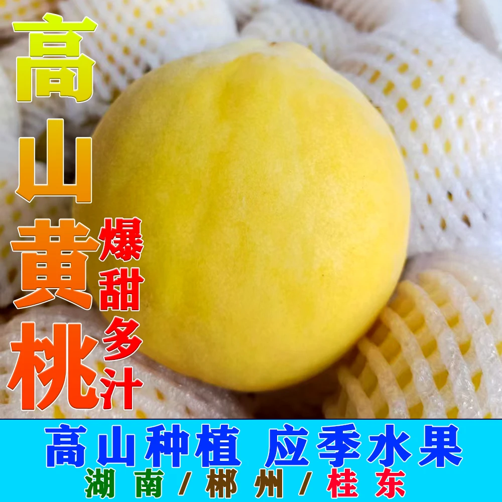 湖南桂东炎陵高山锦绣黄金蟠桃黄桃爆甜新鲜现摘现发当季新鲜水果