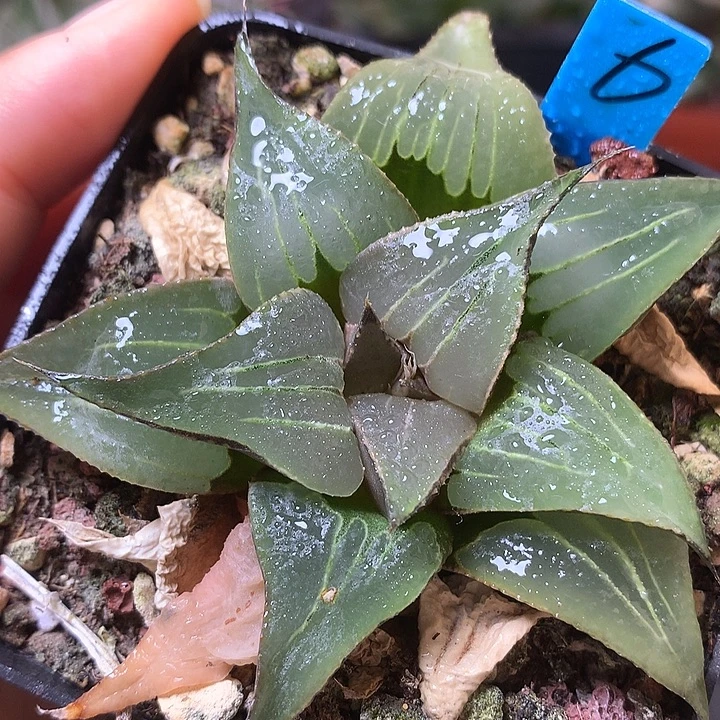 芭提雅果冻带盆土带我low