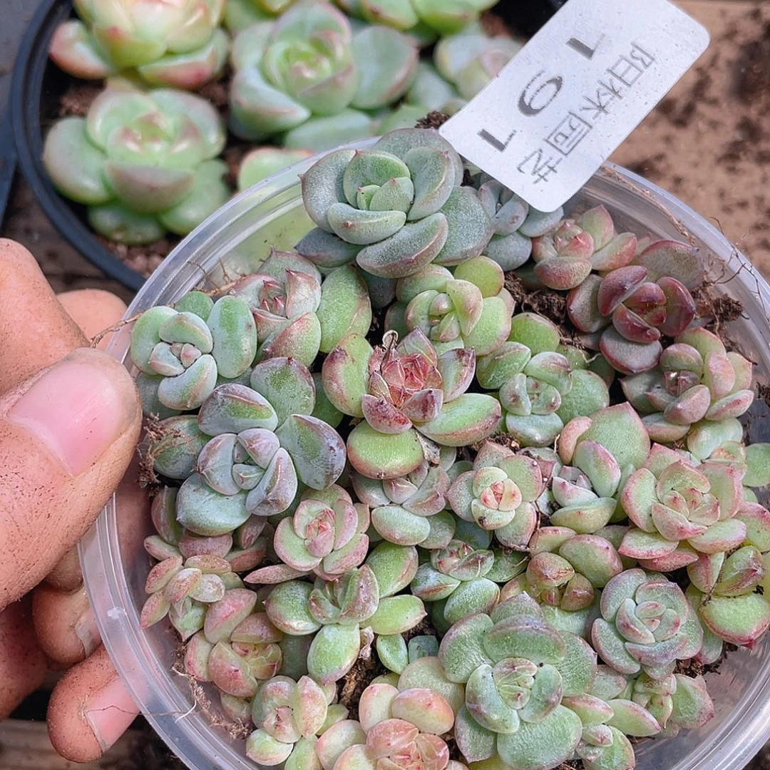 多肉植物多肉植物191