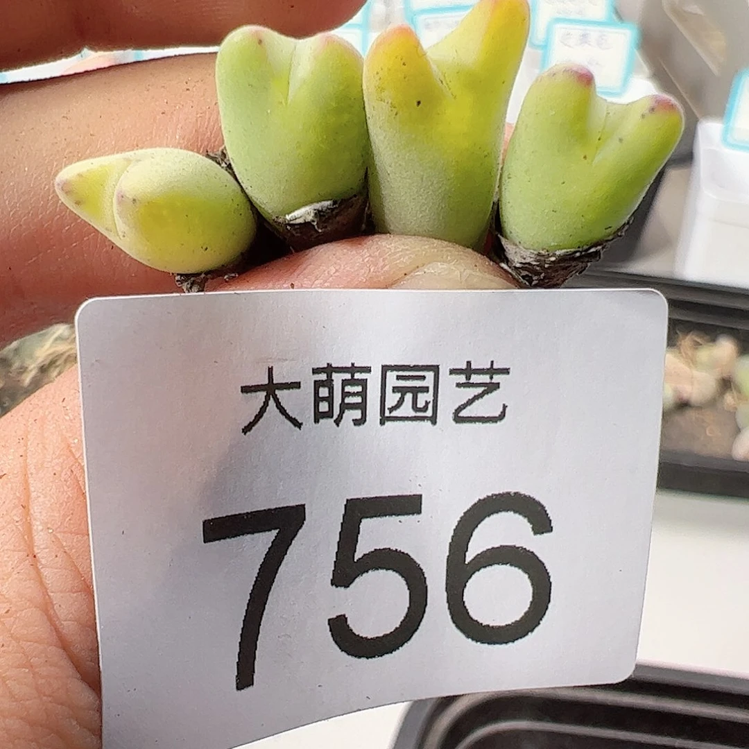 0000756 一物一拍……