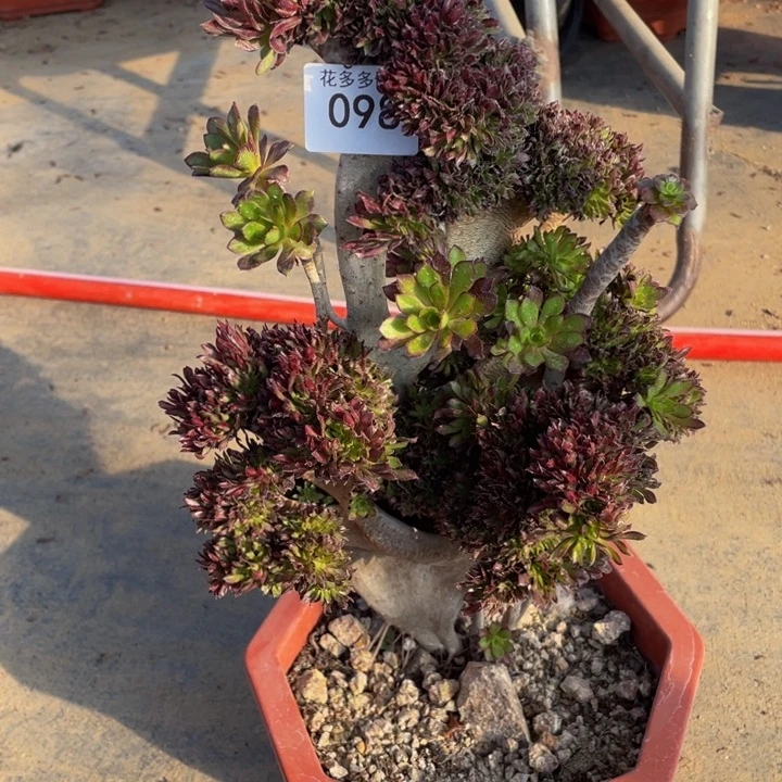 098号黑法师缀花有伤