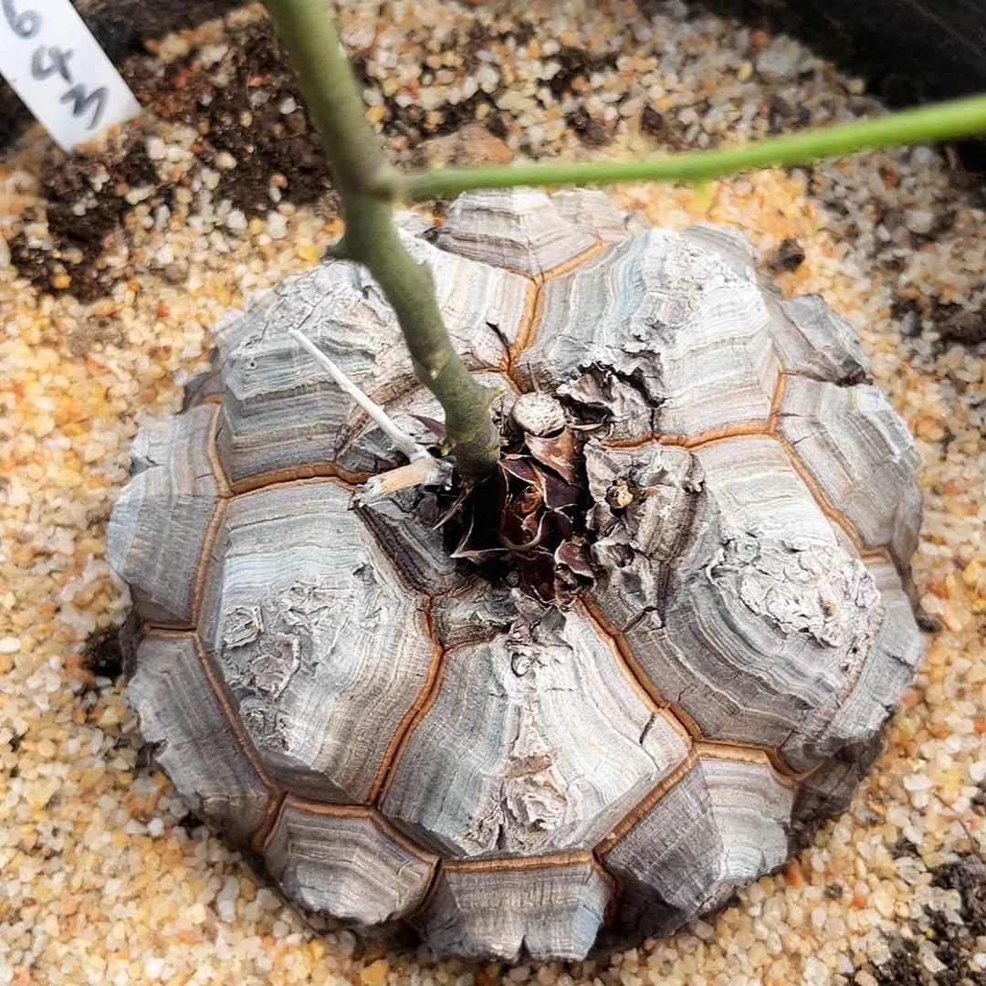 深裂大甲红纹龟12.5公分