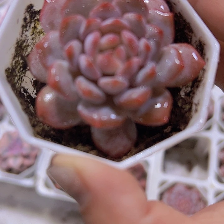 玉芙蓉19包邮多肉植物