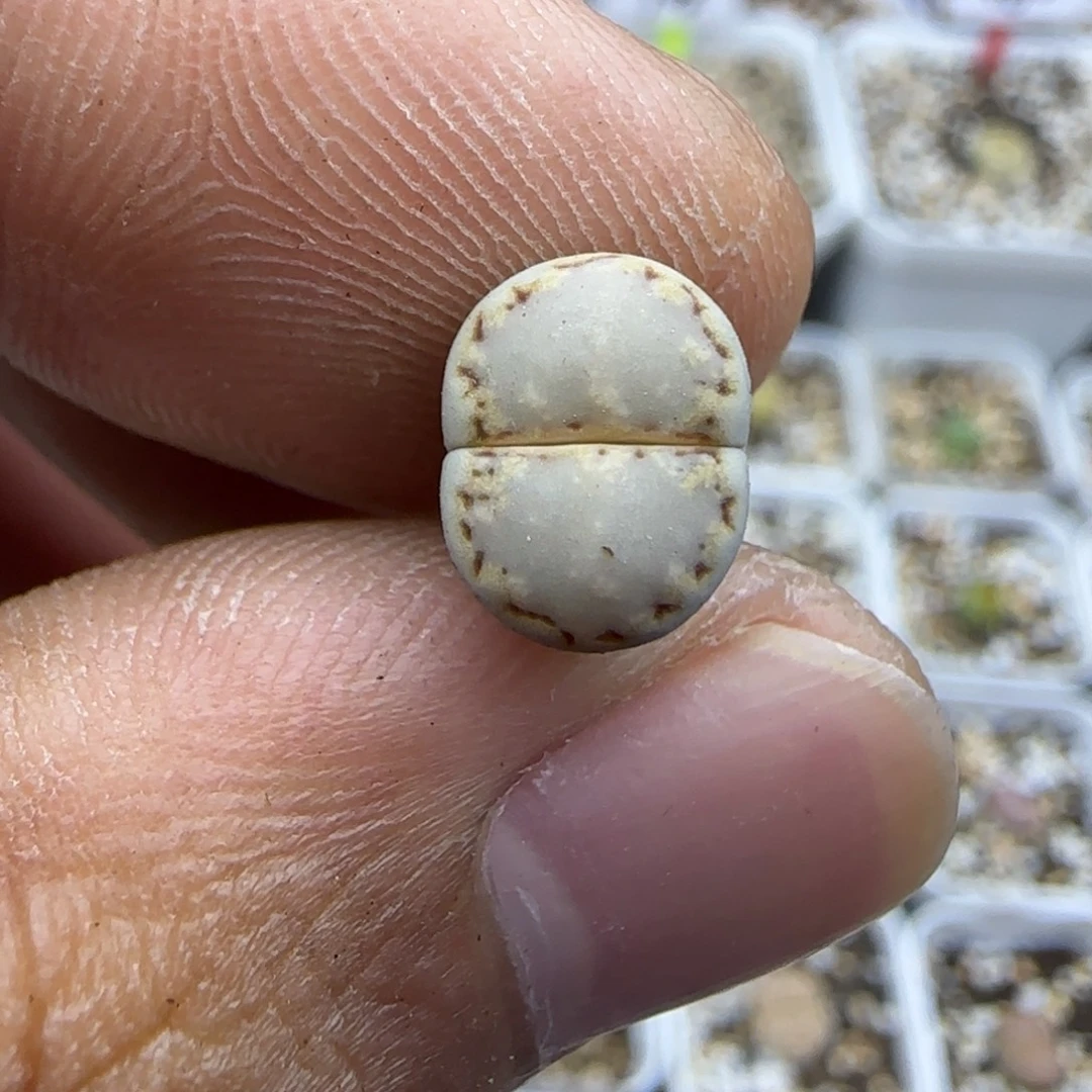 248 生石花大棚直播