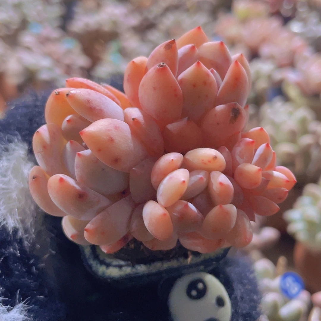 程梦露 20带盆发货