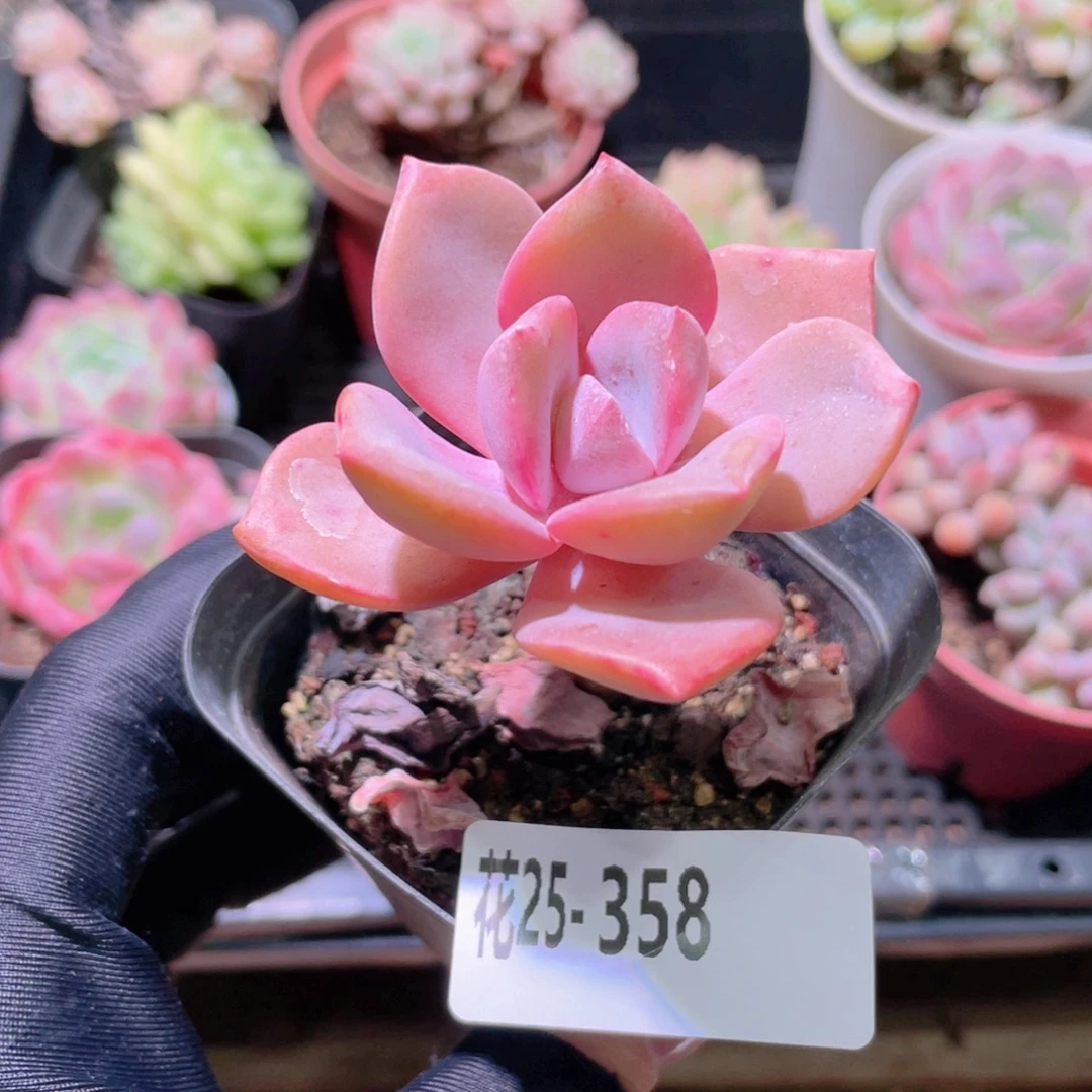 花利美25-358彩虹糖