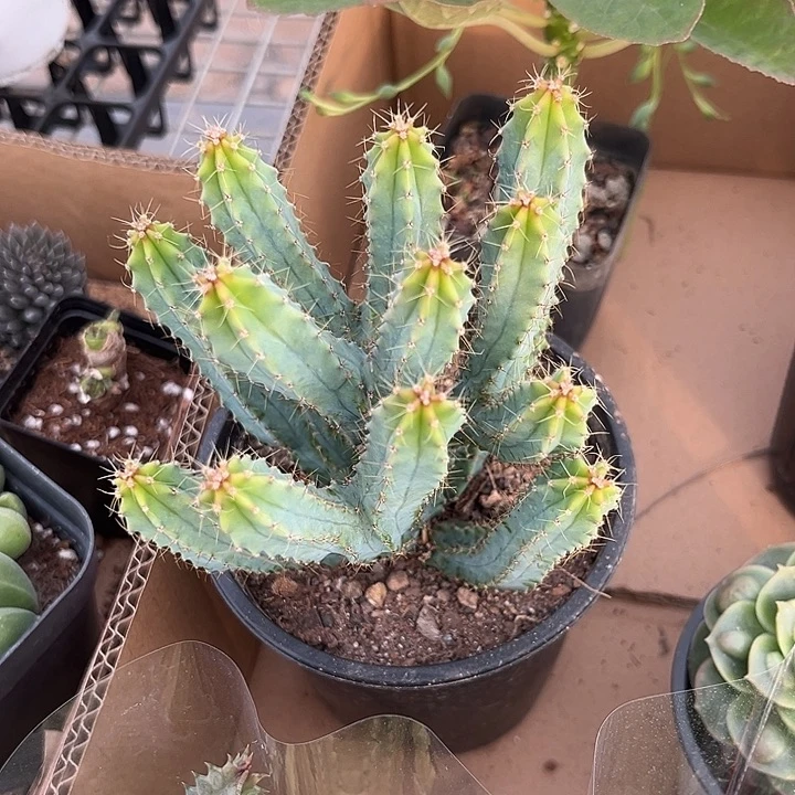 我也不知道我为什么要这样