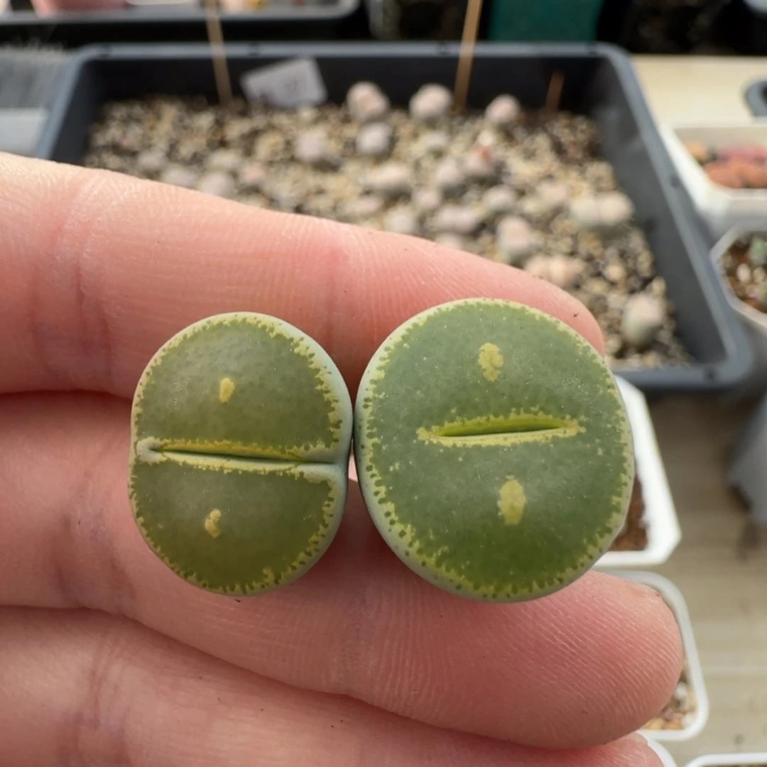 11.18。萌肉GT清货福利。8004