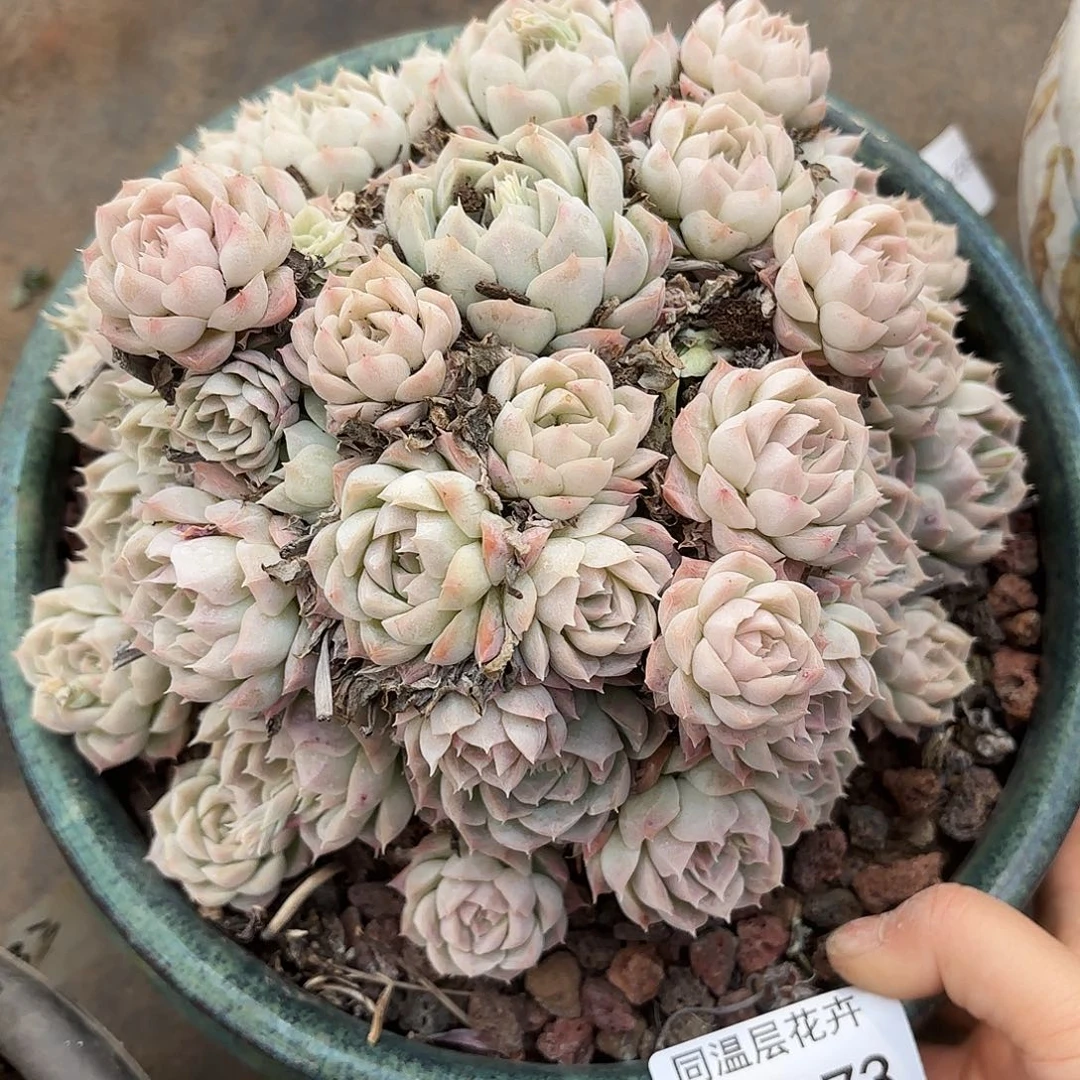 薇****6同温层多肉不知名173