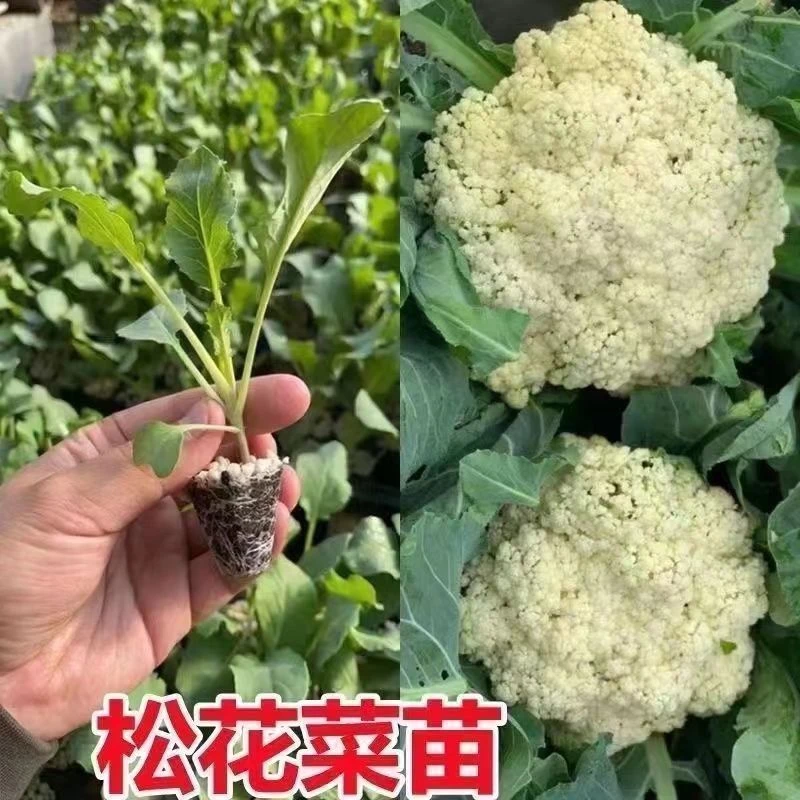 耐寒高产有机花菜白花菜秧苗带土四季可种适合阳台庭院