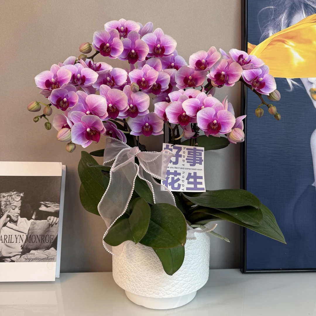 蝴蝶兰【宝贝】粉紫色系中花 基地直发 送人送礼 家居摆放