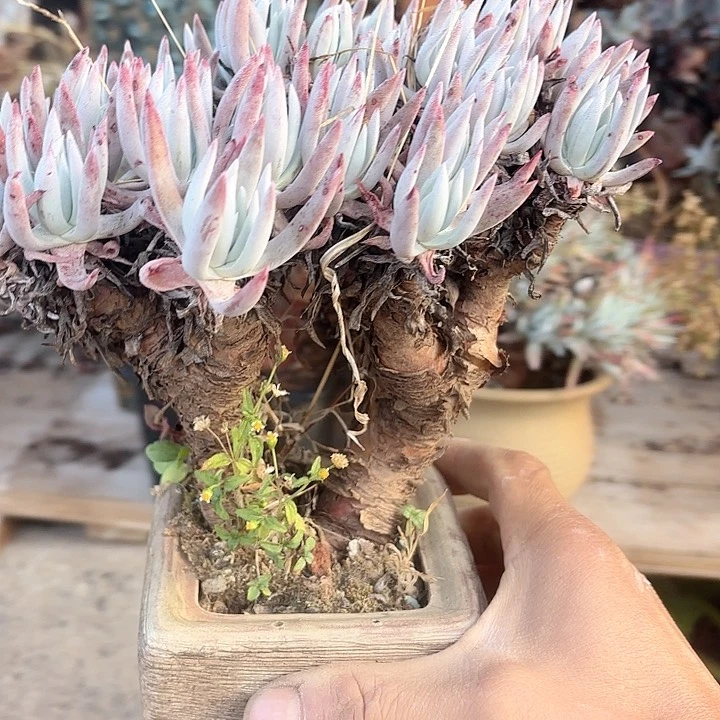 仙女杯多肉植物提取