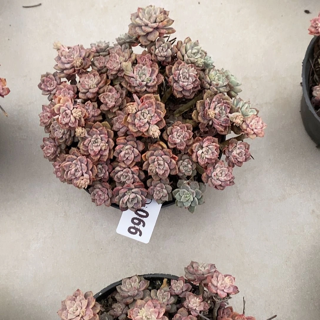 平***?066粉布偶多肉植物