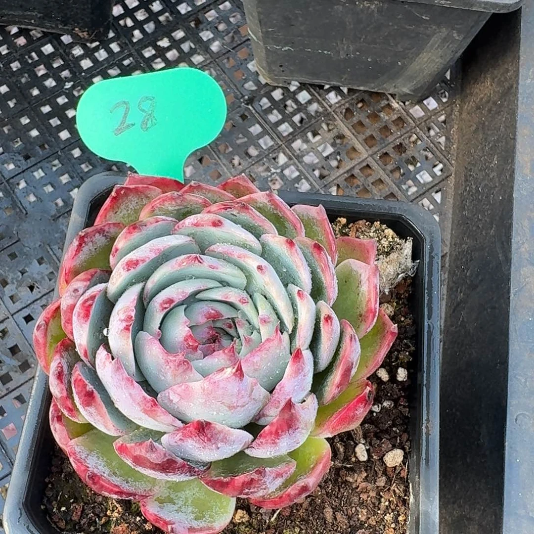 粉丝福利惊鸿仙子28