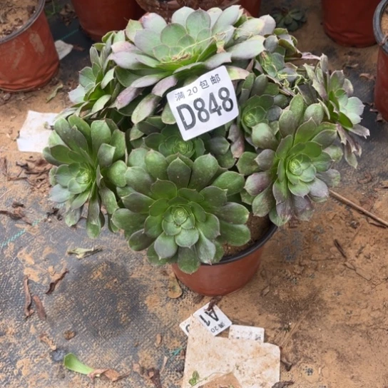 848万圣节不包断枝