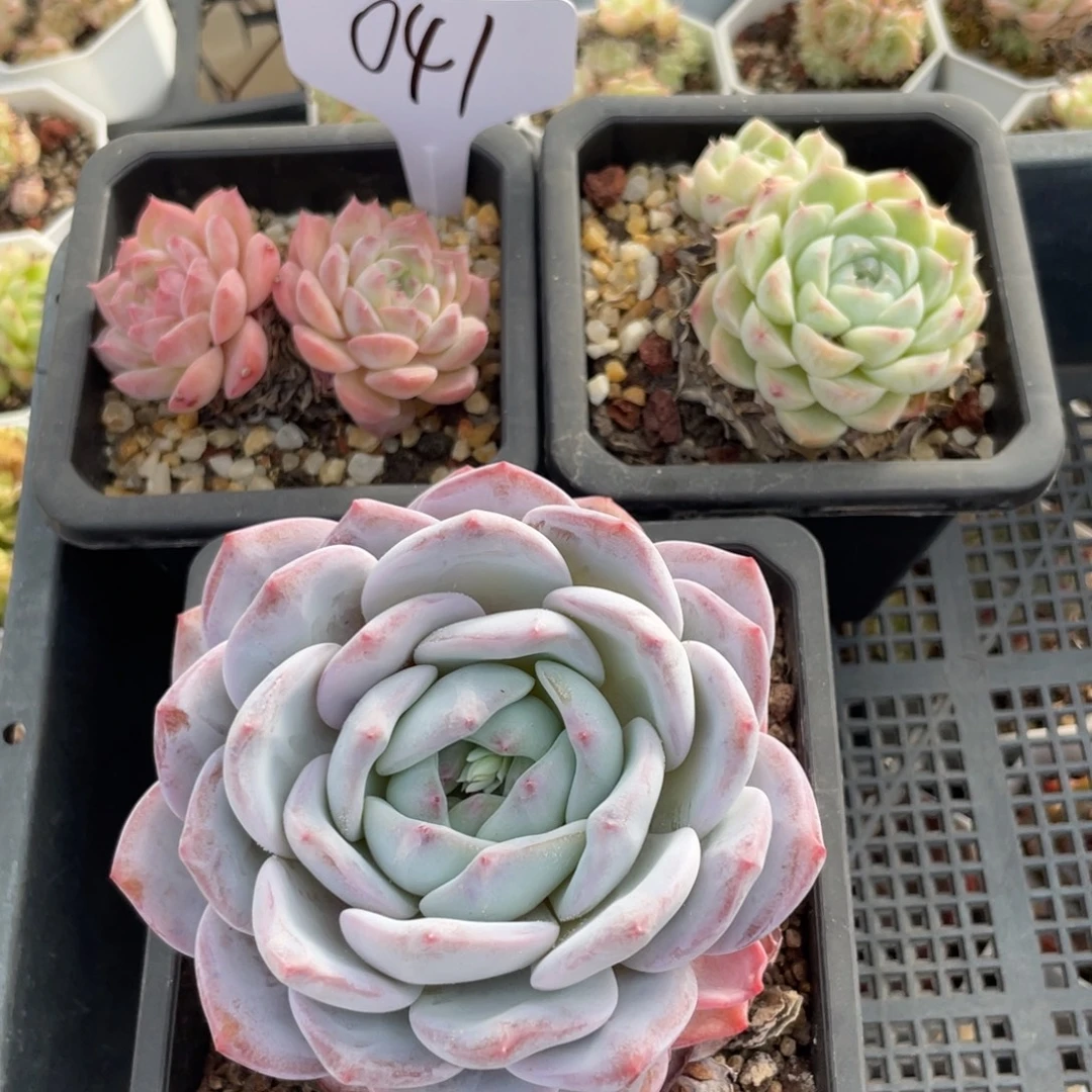 不包整散 盆子不售后041