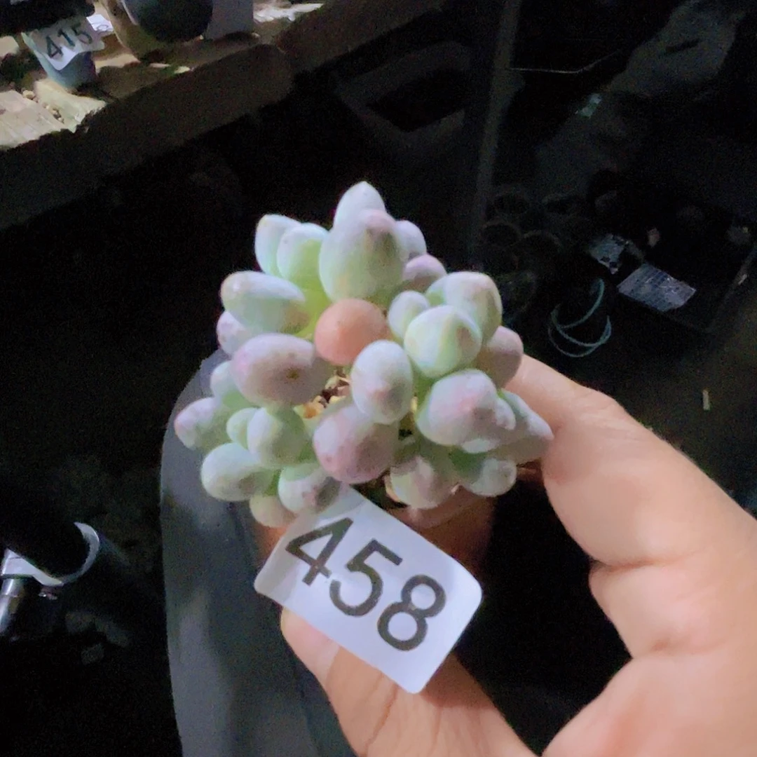 糖***e多肉植物多肉植物