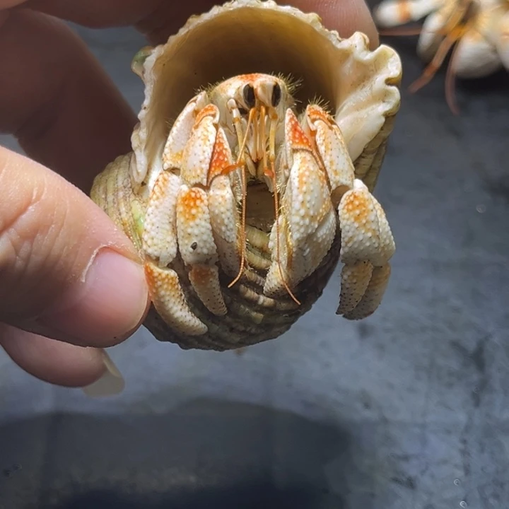 闪4号毛球2.3口径