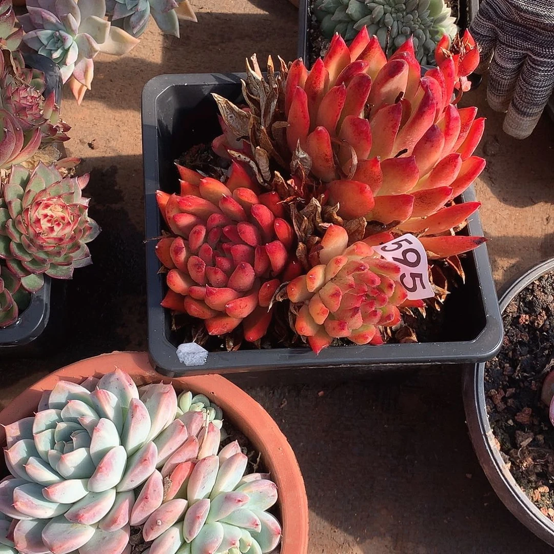 595 一物一拍多肉