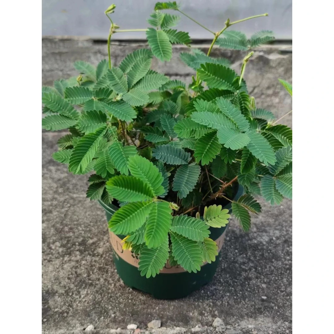 含羞草盆栽奇趣羞羞草植物阳台绿植花卉套餐四季好养观叶植物