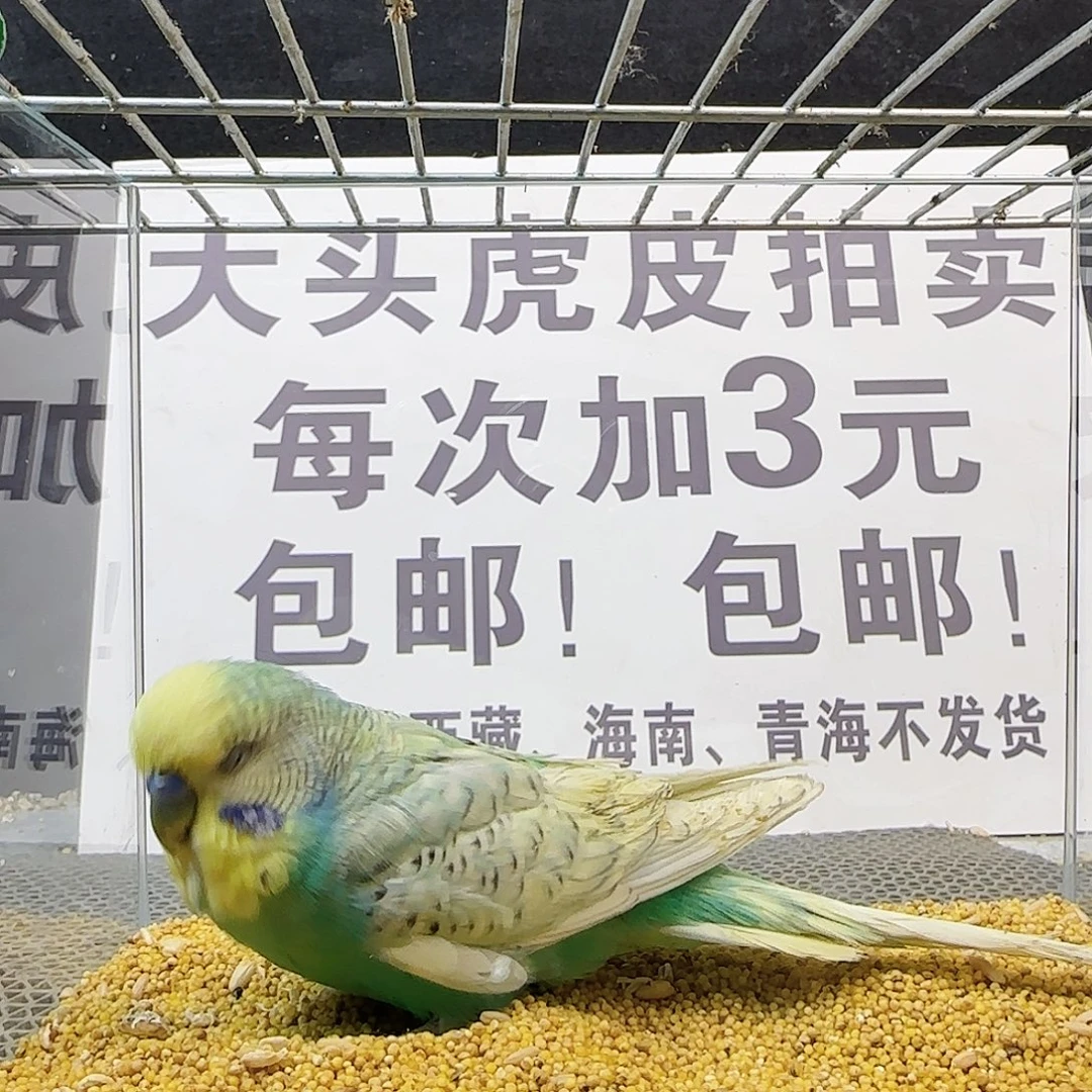 虎皮鹦鹉大头鹦鹉