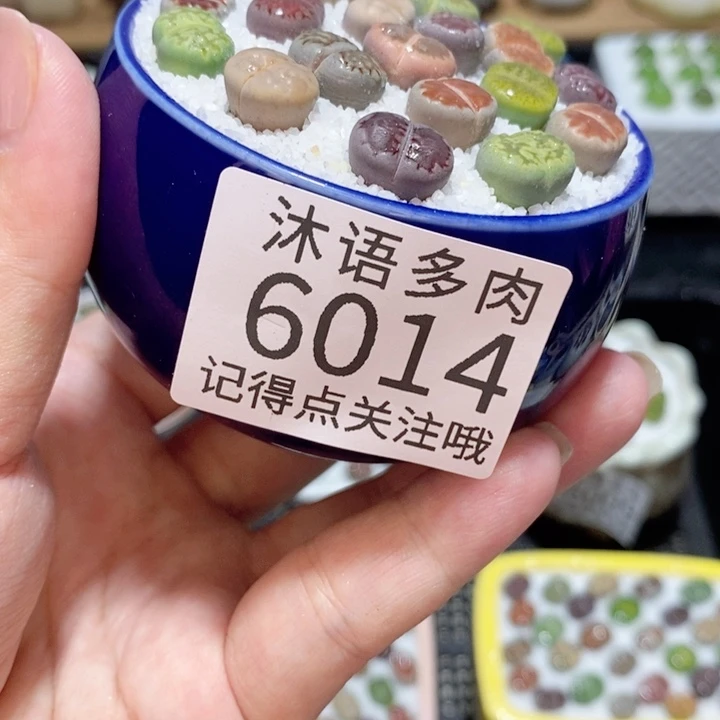 带盆土发货 精美盆栽6014