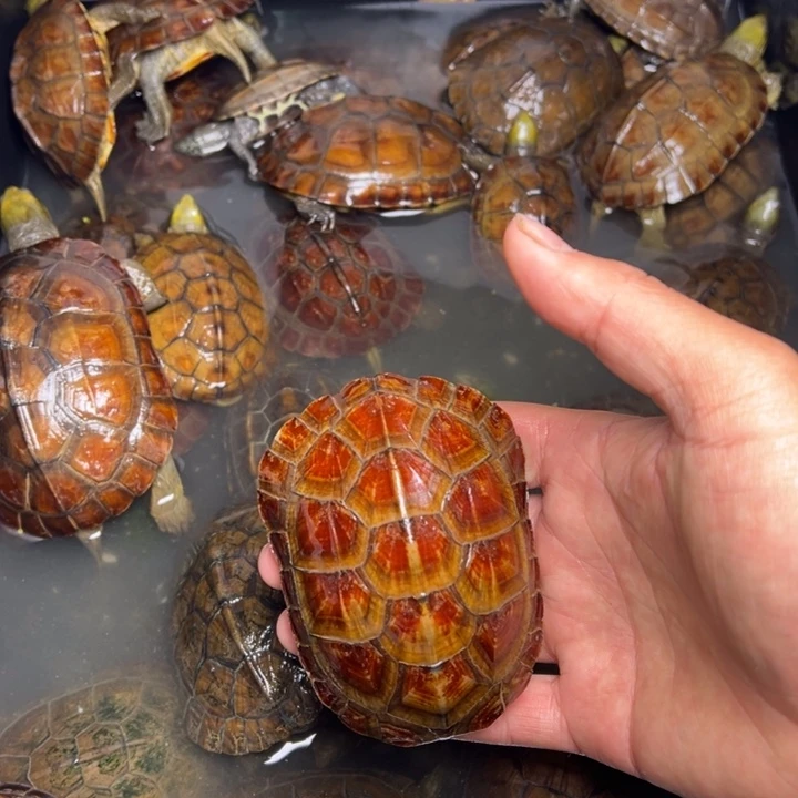 大***重绿毛龟母小青龟龟