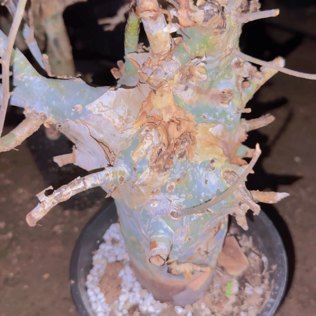 冒***哥块根植物块根植物