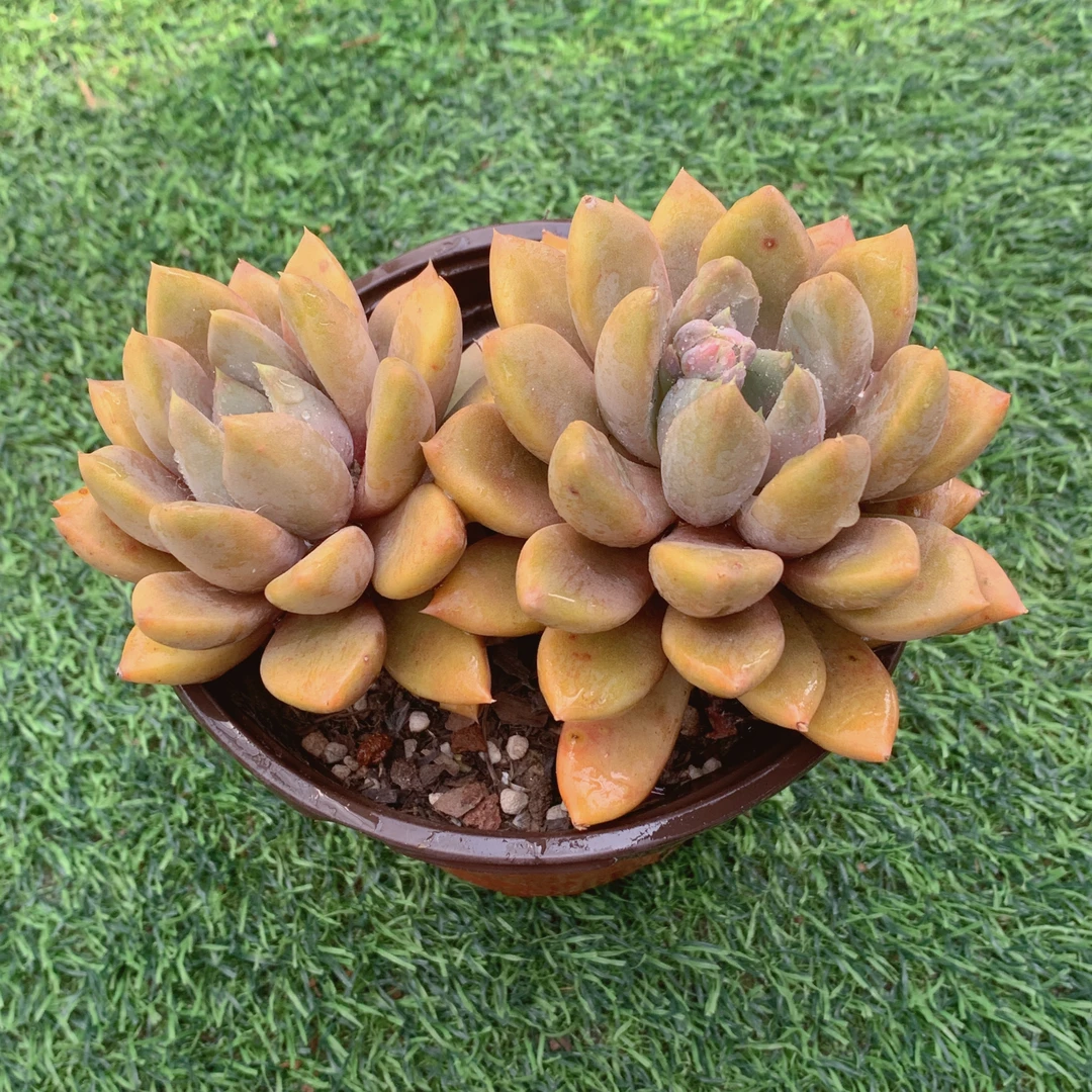 红象牙双精品多肉植物盆栽阳台好养易养花卉一单包邮