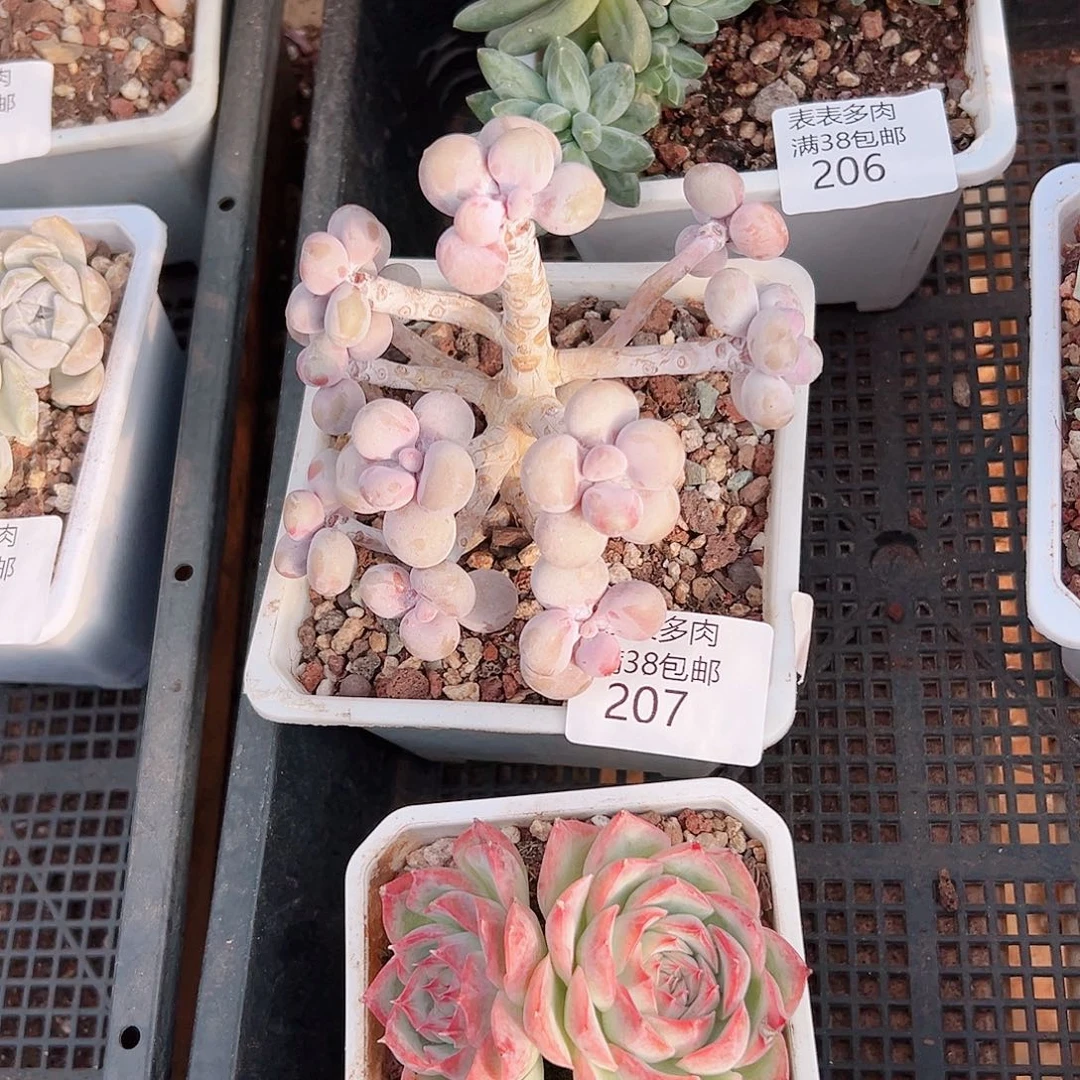 苹****多肉一物一拍植物207