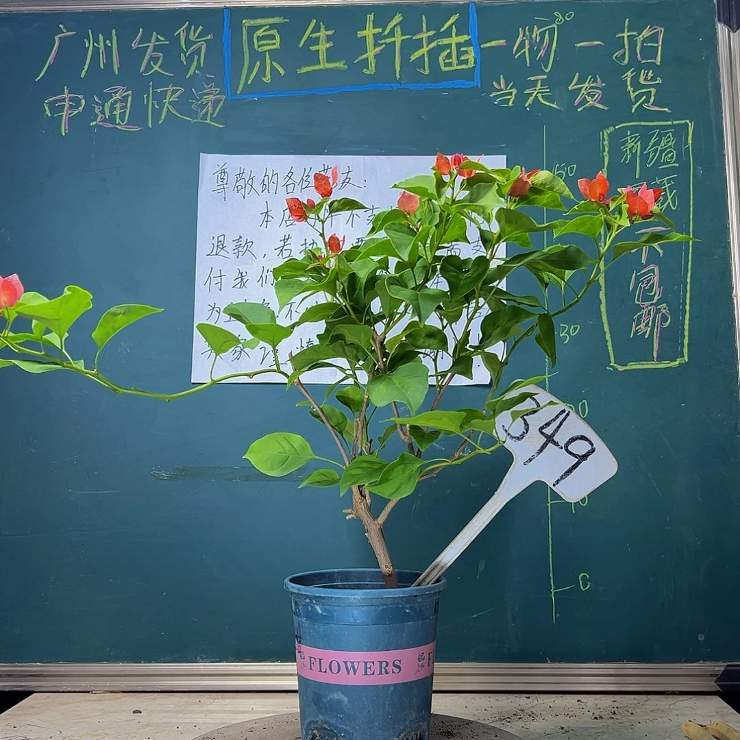 当前无花栽培后可以开花落日不甜西瓜同株 349