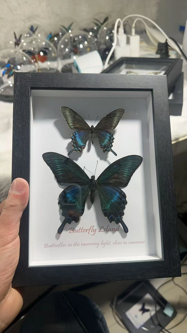 绿带双生蝴蝶标本精美