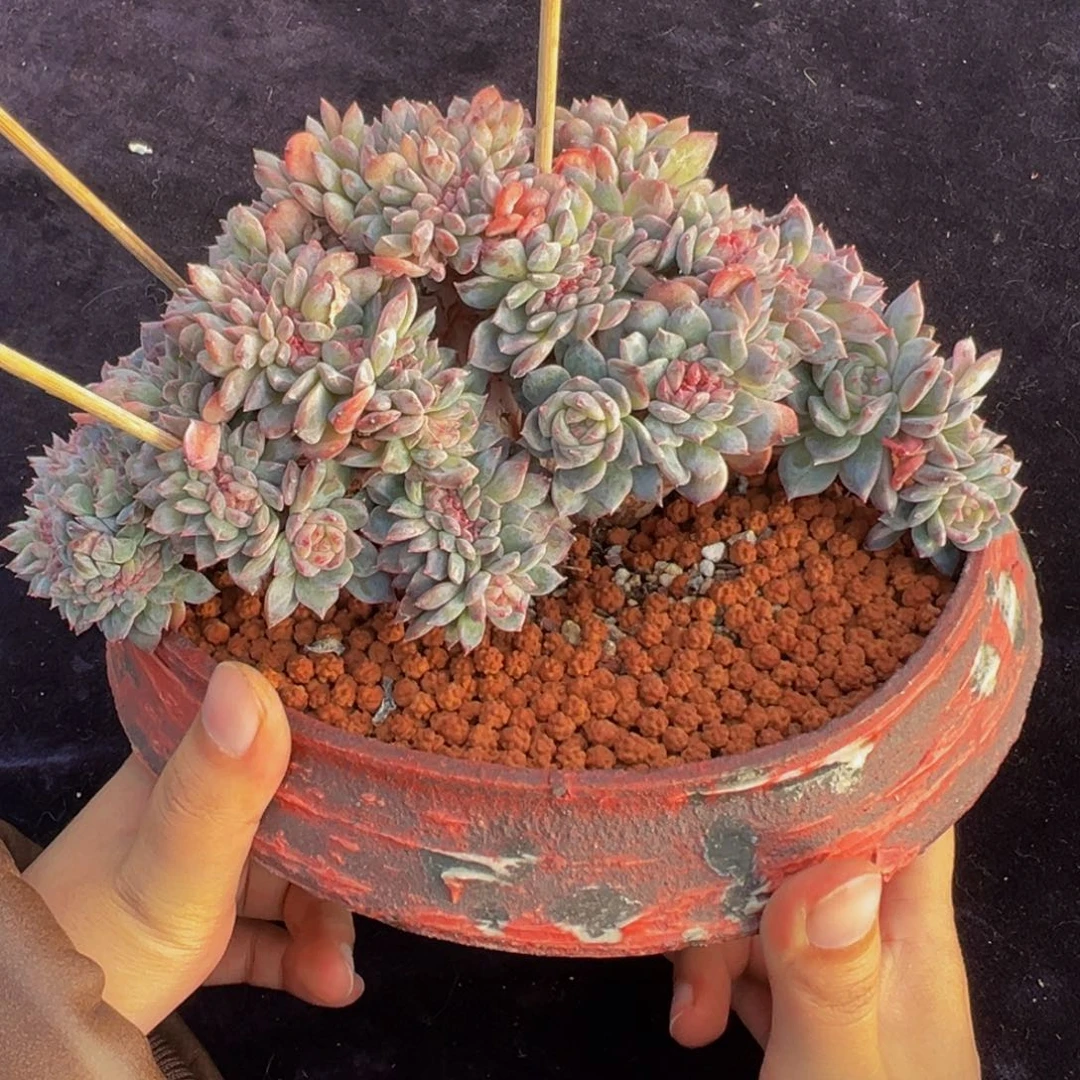 紫心琥珀缀微瑕18朵朵缀