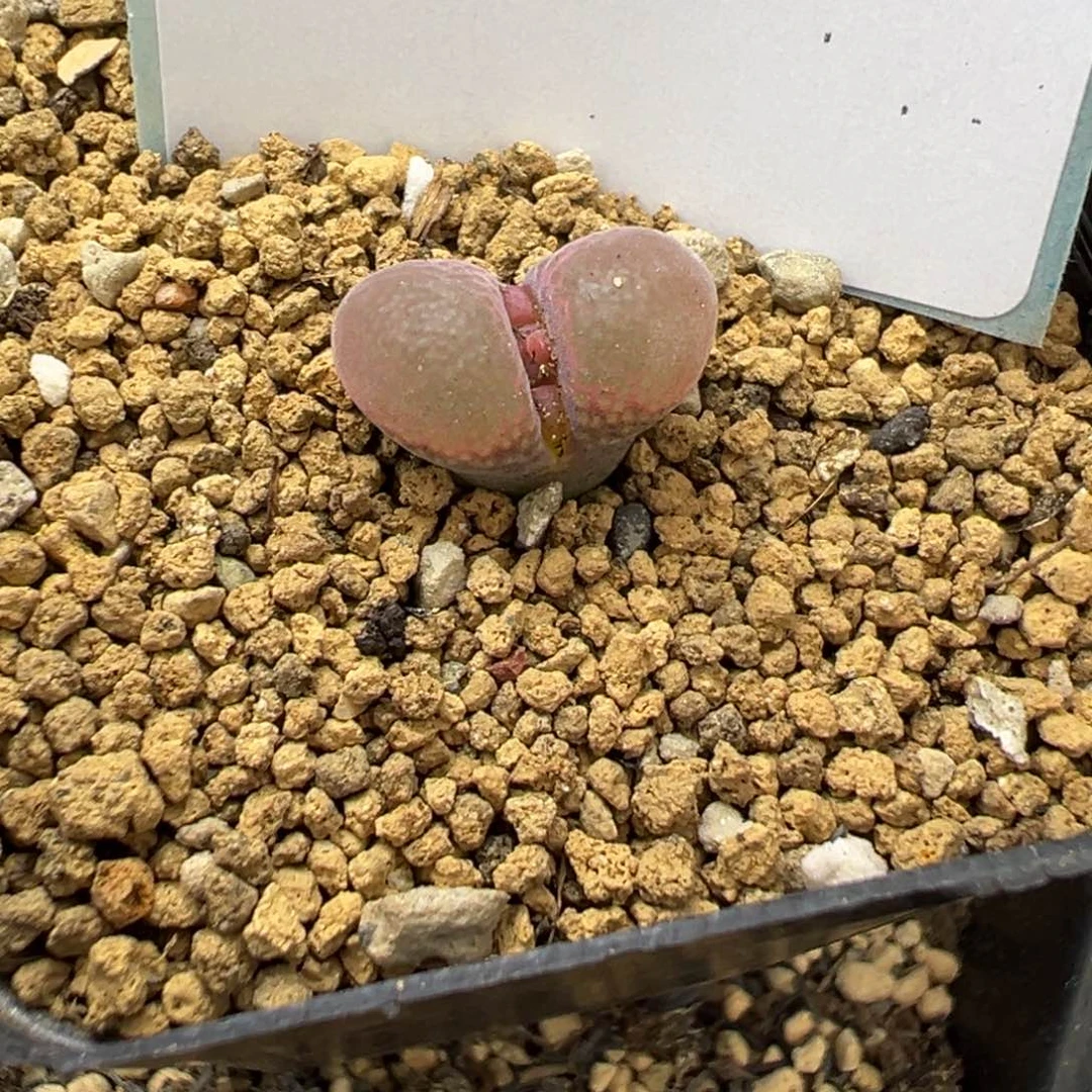 24-174肯哈德风铃多肉植物