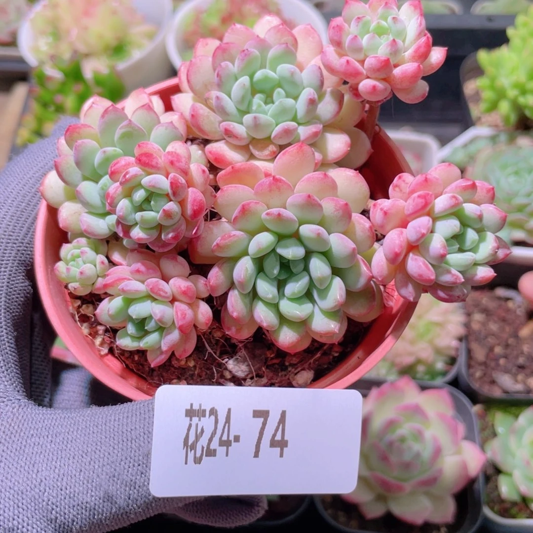 花利美24-74珍珠豆