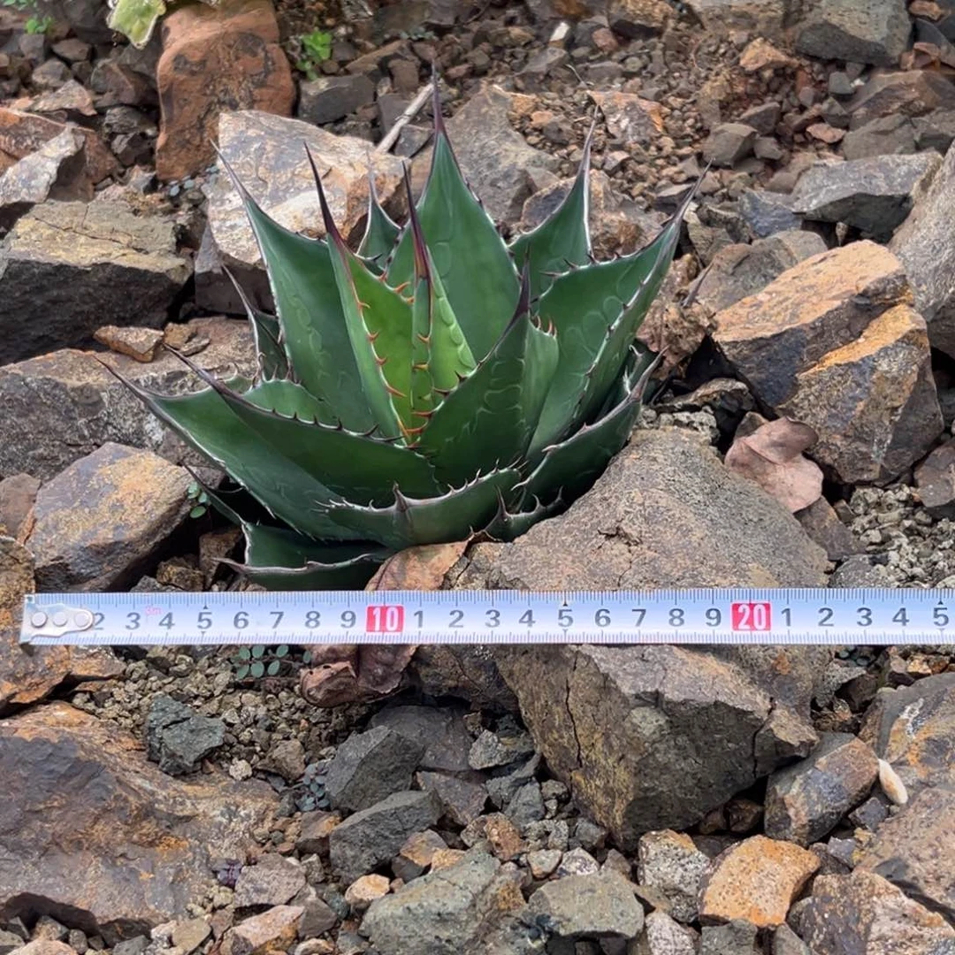 蒙塔娜绿植盆栽20公分左右