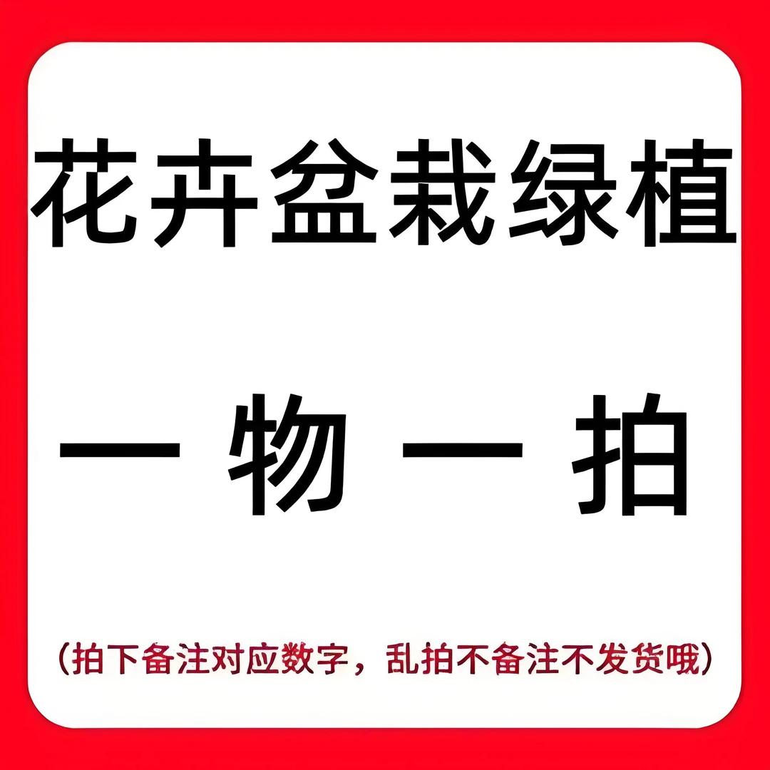 黄杨盆景一物一拍