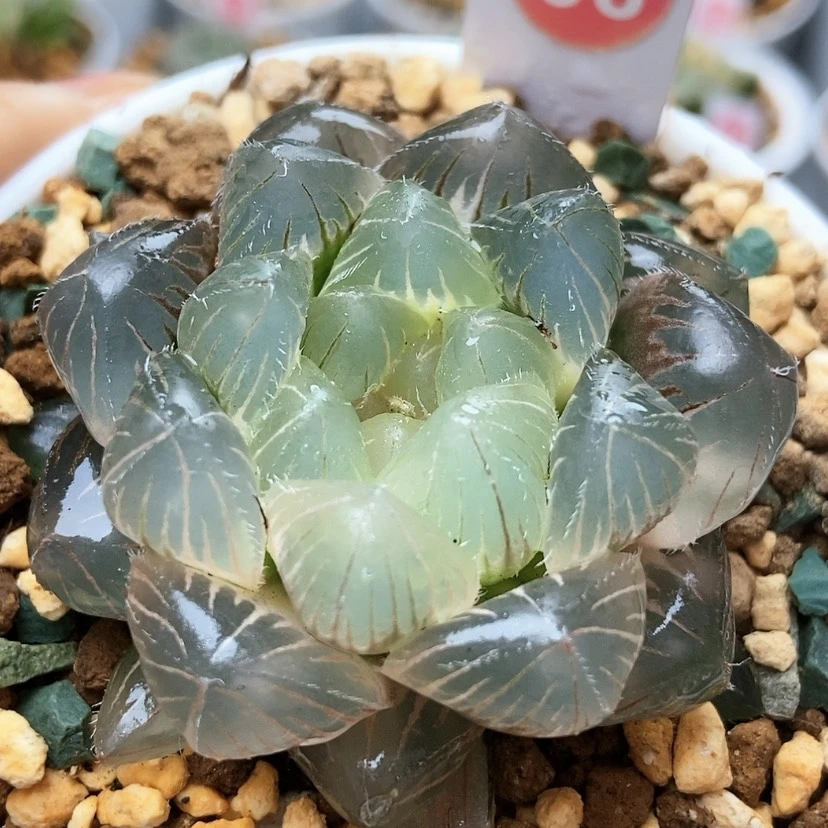 【闪购商品】蓝镜锦58