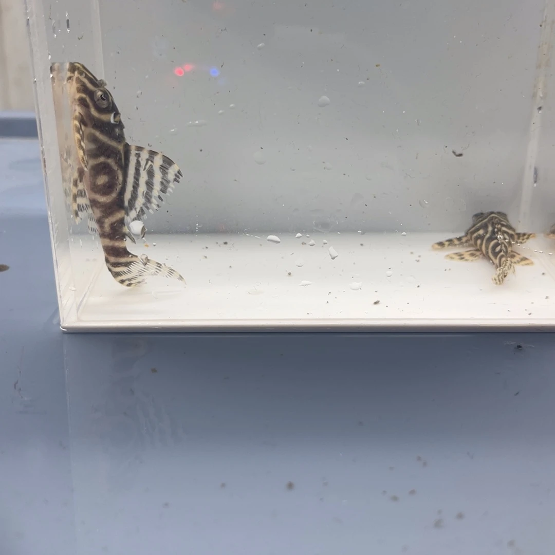 清道夫鱼L333 两条开箱视频报损