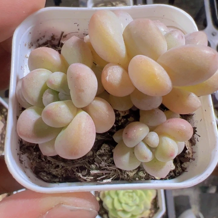 泡泡糖精品多肉植物