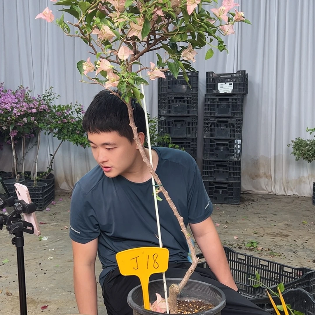 千***学当前无花栽培后可以开花J18卡亚塔