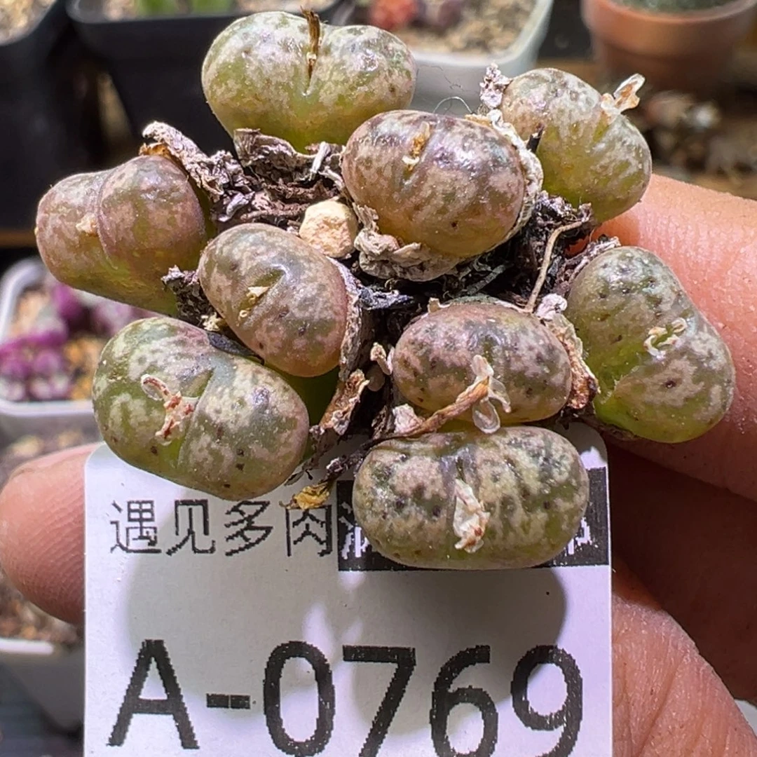 多肉植物1111111111111